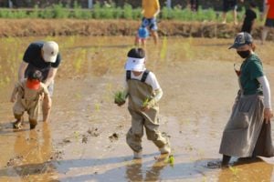 <p>Hands-on activities for members of the public, such as rice planting, have become an additional source of income for the Birds and Beetles Eco-farm (Image: Wang Jing)</p>