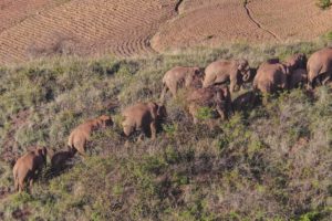 <p>2020年6月20日，出走的象群在峨山县大龙潭乡附近活动。图片来源：Alamy</p>