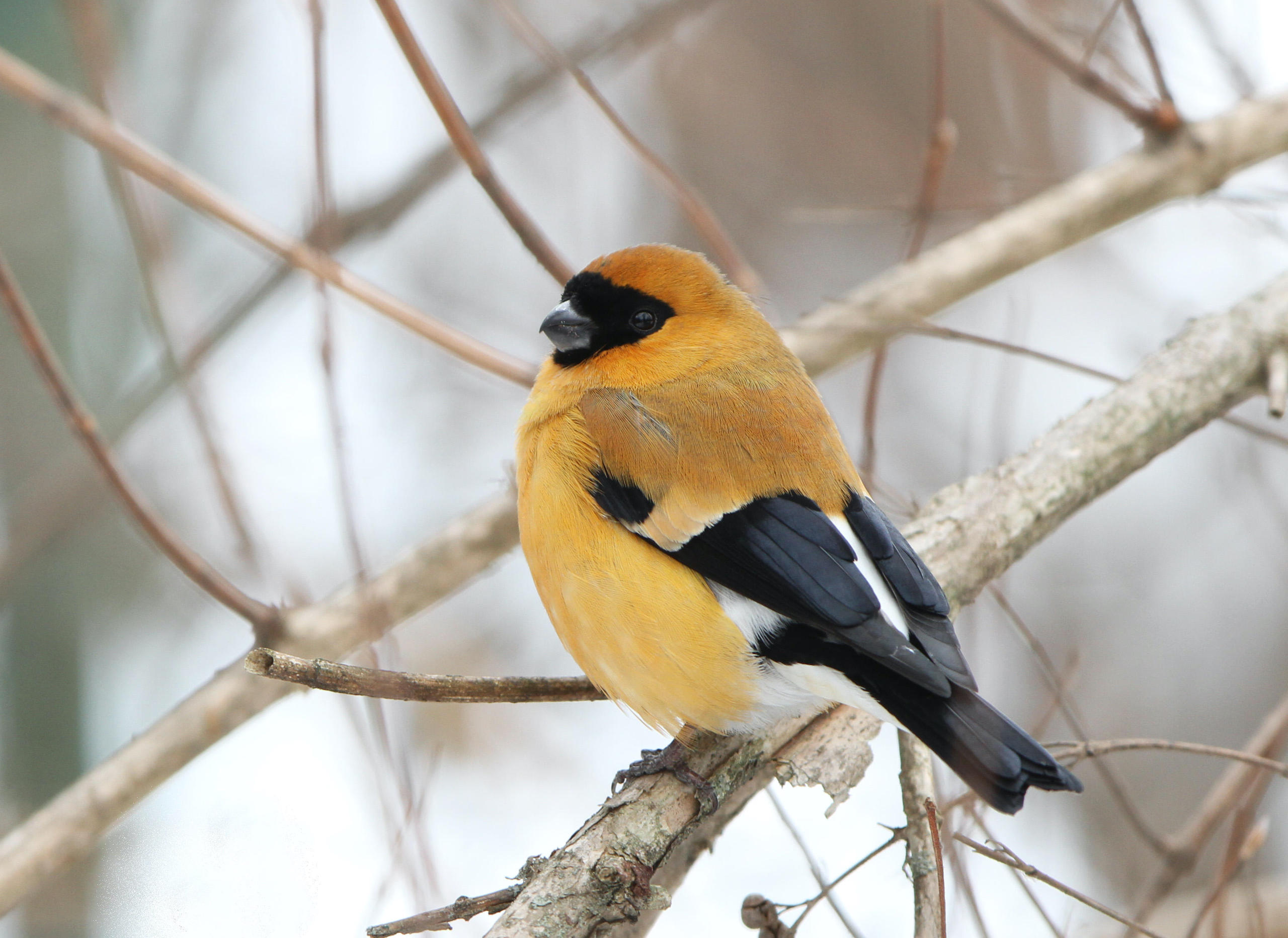 an orange bullfinch sitting on a branch