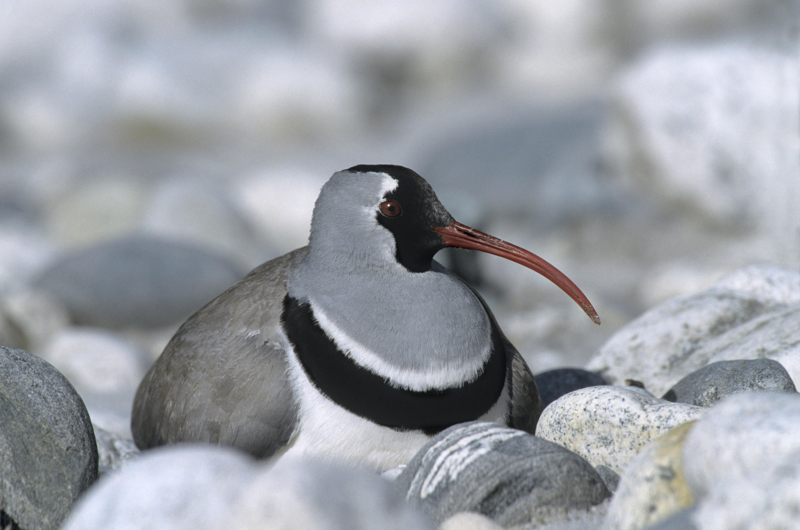 An ibisbill sitting on rocks