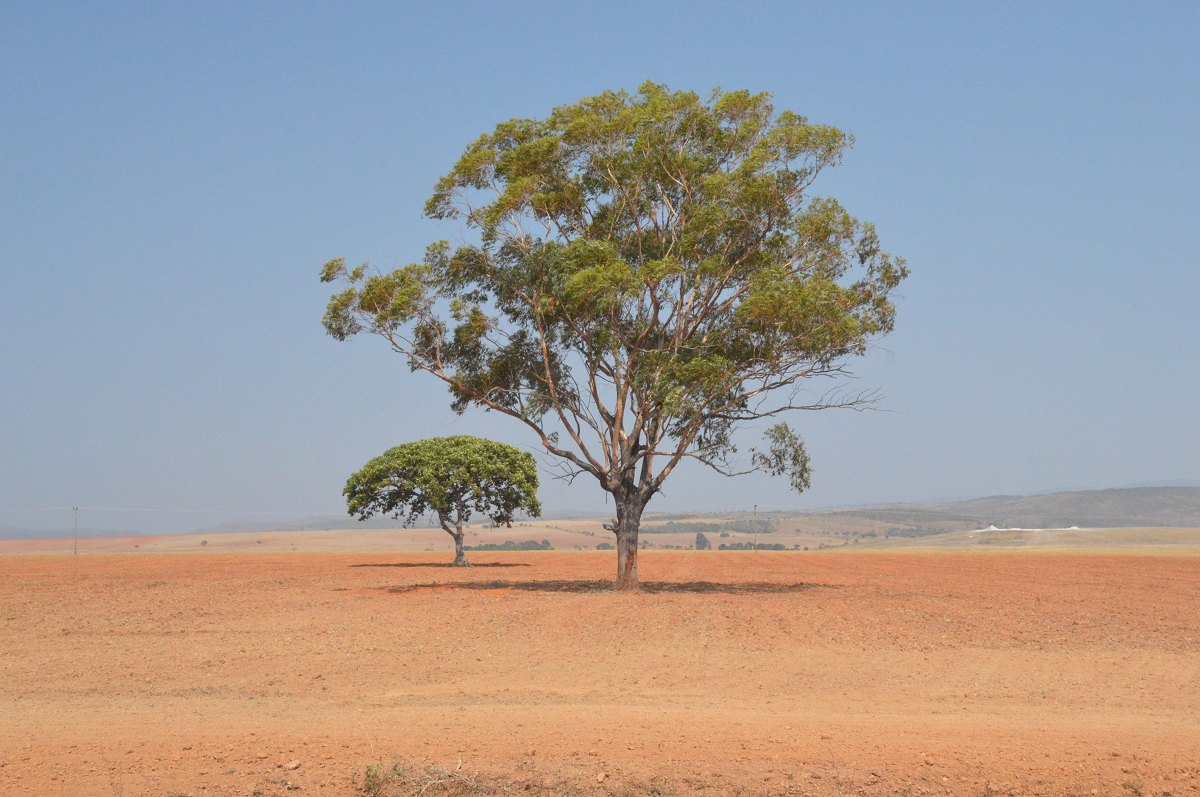 <p>Árboles entre los campos secos de soja del Cerrado, en el estado brasileño de Goiás. Compuesta principalmente por sabanas, la región cuenta con menos protecciones gubernamentales y leyes internacionales que biomas como la Amazonía (Imagen: Trajano Paiva / Alamy)</p>