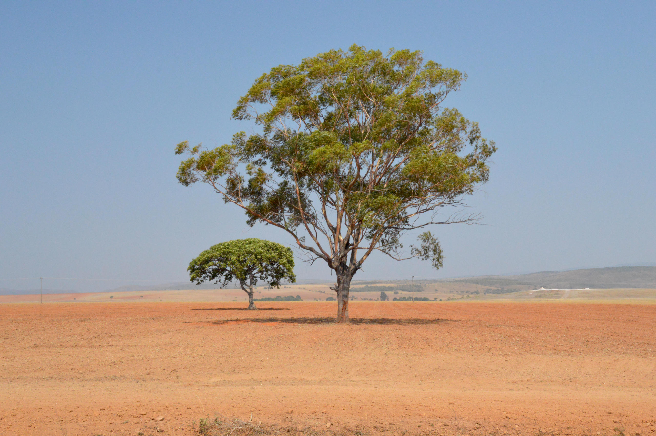 <p><span style="font-weight: 300;">Árvores em meio à terra seca dos campos de soja no Cerrado, em Goiás. Composto principalmente por savanas, o bioma tem menos proteção do governo brasileiro e de leis internacionais do que florestas como a Amazônia (Imagem: Trajano Paiva / Alamy)</span></p>