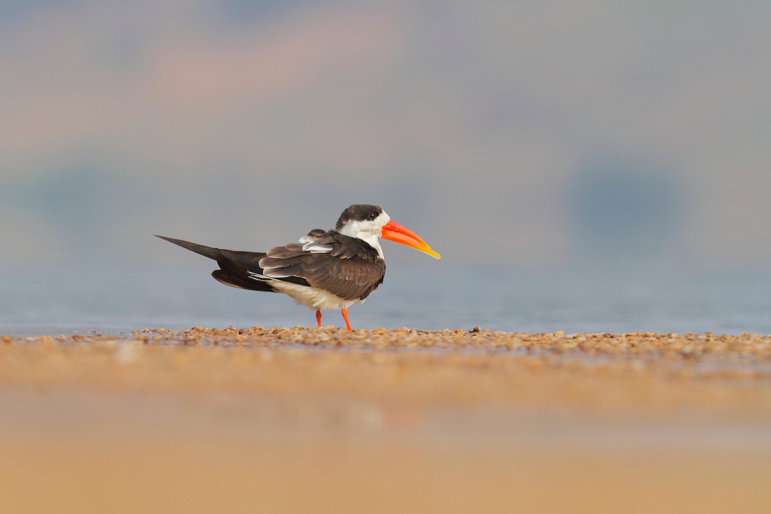 Indian Skimmer, Rynchops albicollis on ground
