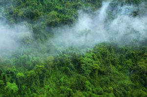 <p>新技术使用卫星、人工智能等各种技术来测量一段时间内重新造林等特定活动减少或吸收的温室气体排放量。图片来源：Alamy</p>