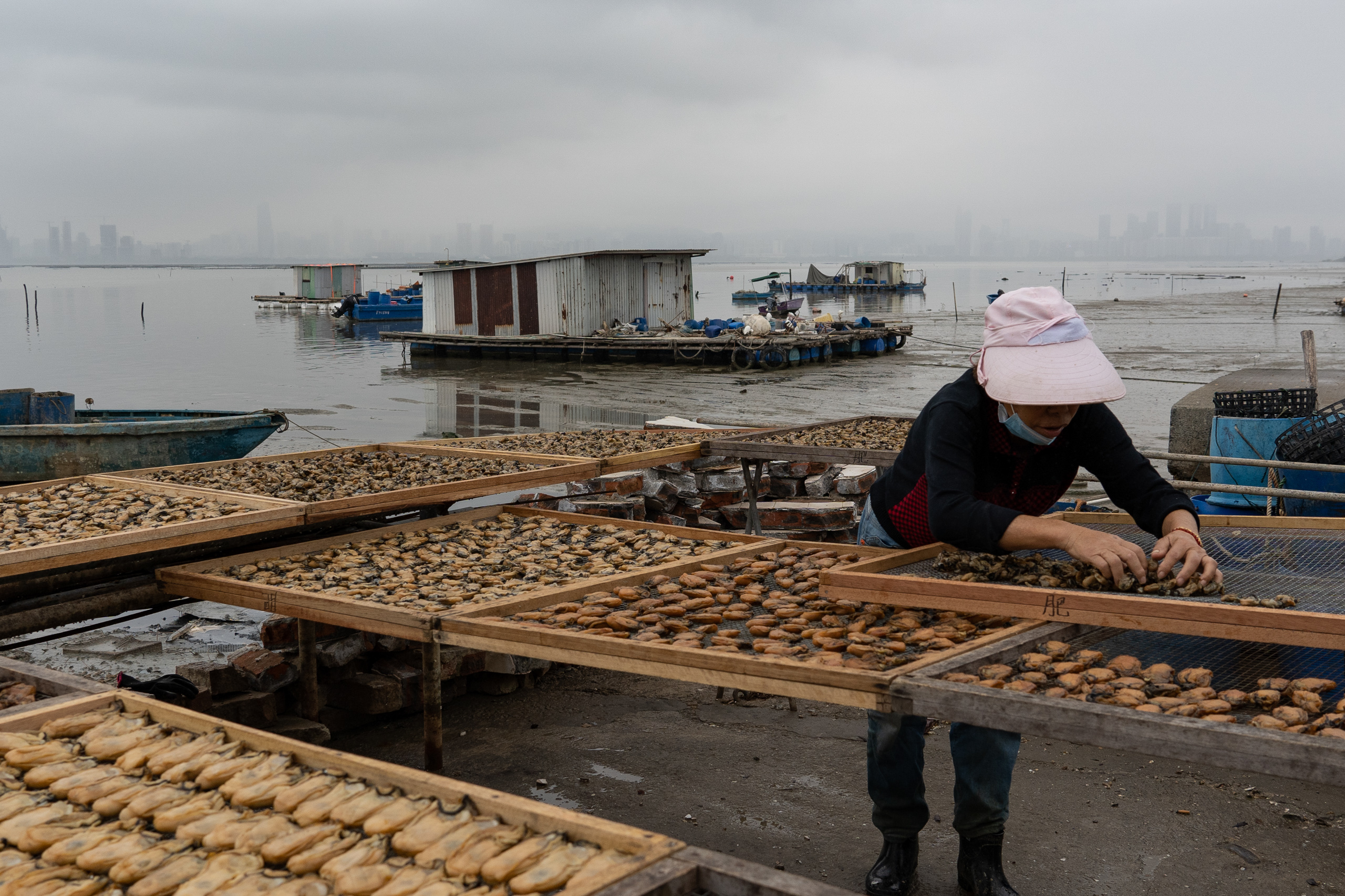 A woman lays out oysters to dry on racks
