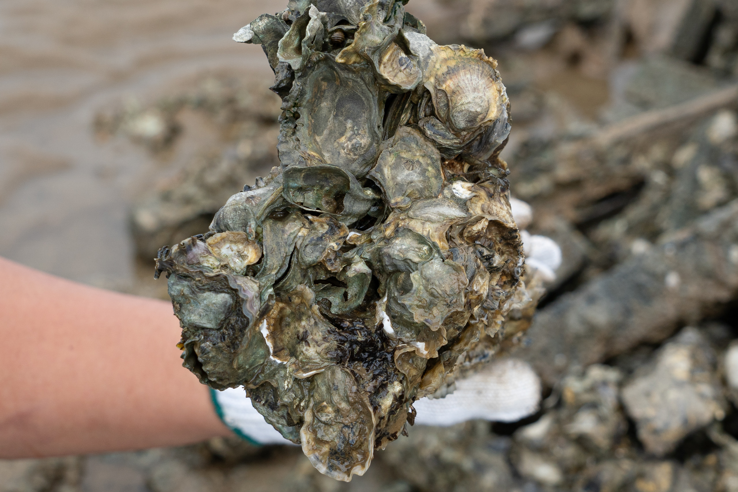 <p>A clump of oysters from The Nature Conservancy’s restoration site at Pak Nai in Hong Kong (Image: Shanshan Kao / China Dialogue Ocean)</p>