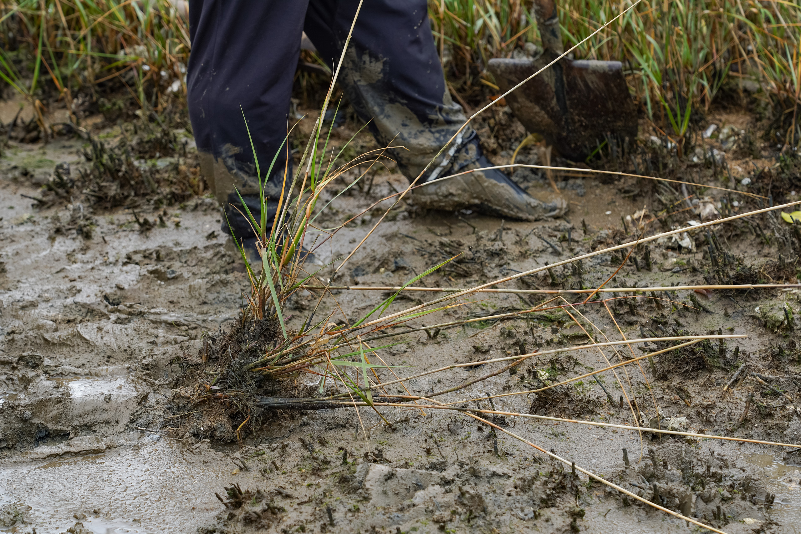 a clump of grass growing out of mud