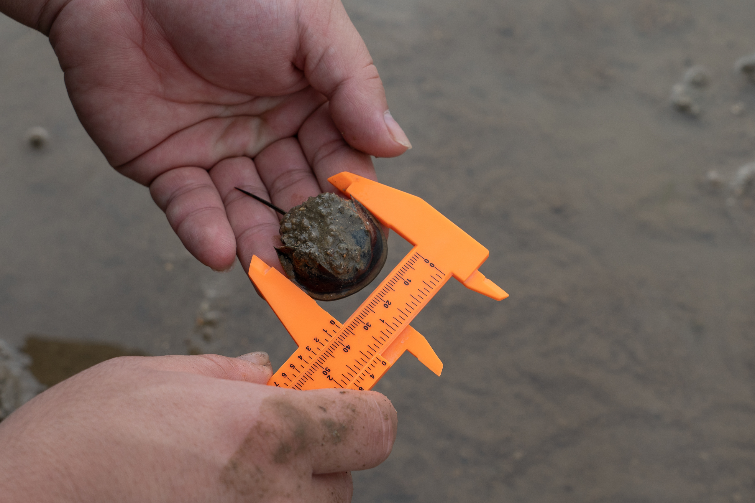 A hand holds a horseshoe crab, while measuring with an orange instrument