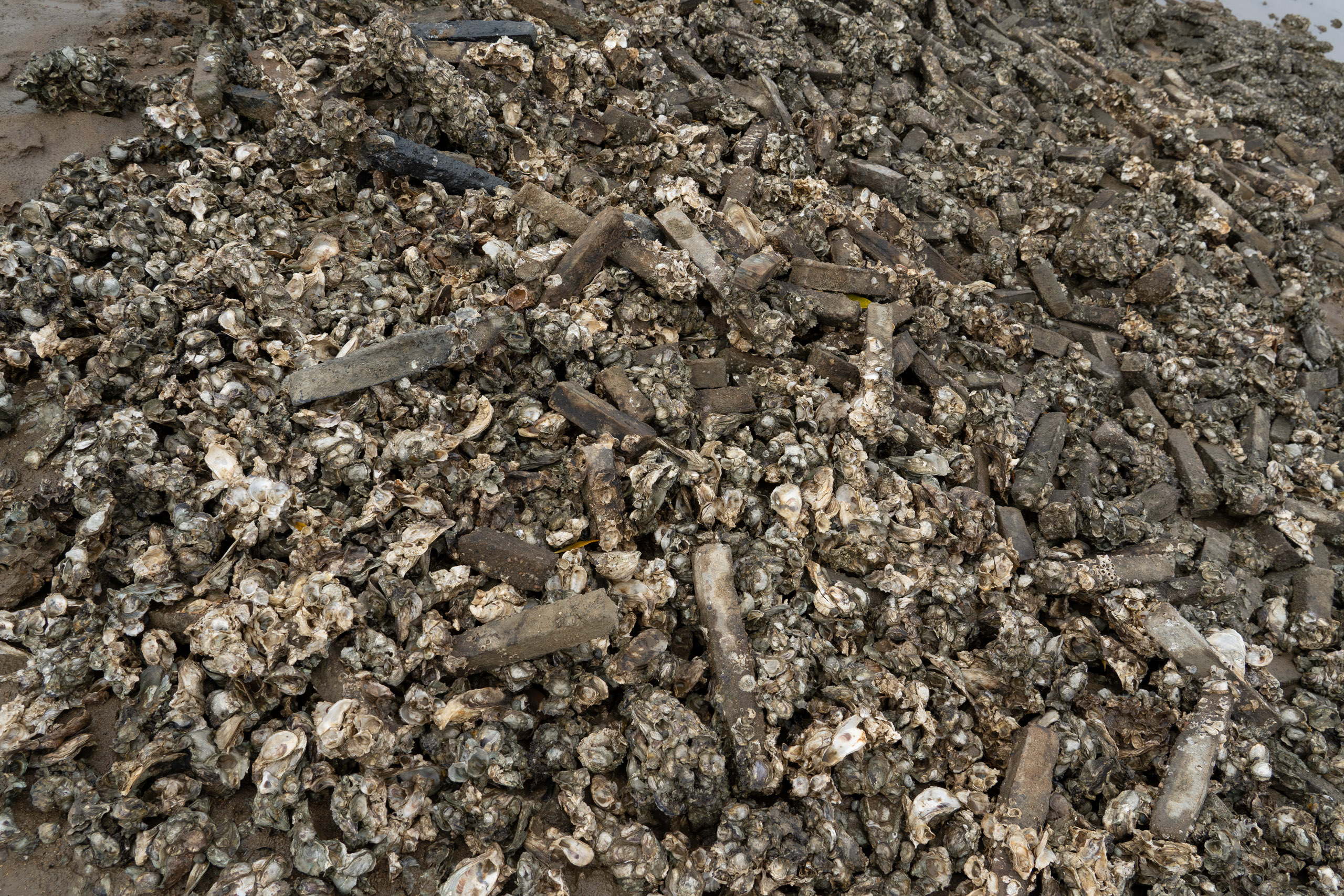 A pile of concrete posts encrusted with oyster shells