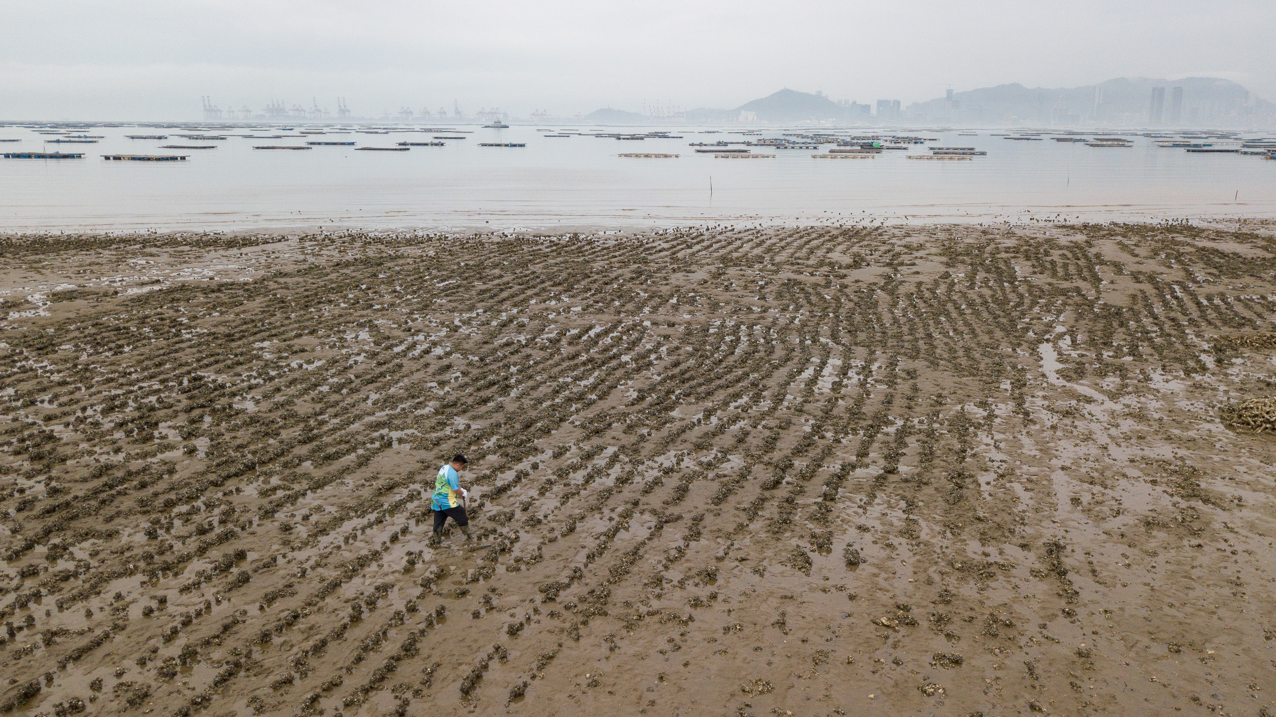 Aerial view of a beach lined with rows of oyster reefs