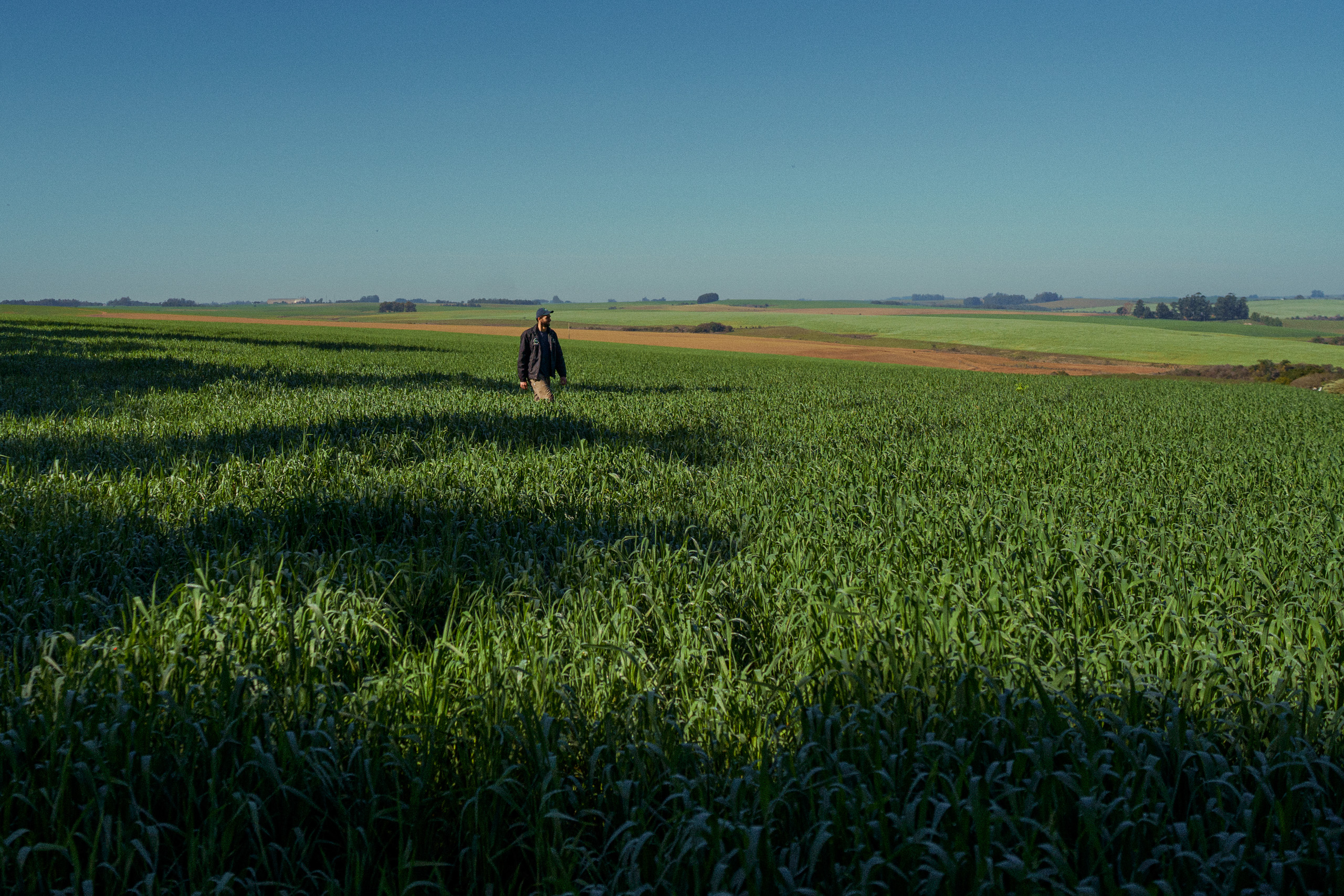 Pedro Alves, an agronomist and manager from Tupanciretã, also uses oat as a cover crop