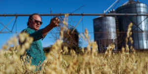 <p><span style="font-weight: 400;">Sergio Rubin, pesquisador aposentado da Fundação de Pesquisa Agropecuária do Rio Grande do Sul, caminha por sua plantação de aveia em Júlio de Castilhos, no Sul. Ele usa o cereal como cultura forrageira para manter a umidade e os nutrientes no solo entre as safras de soja (Imagem: Daniel Marenco / Diálogo Chino)</span></p>