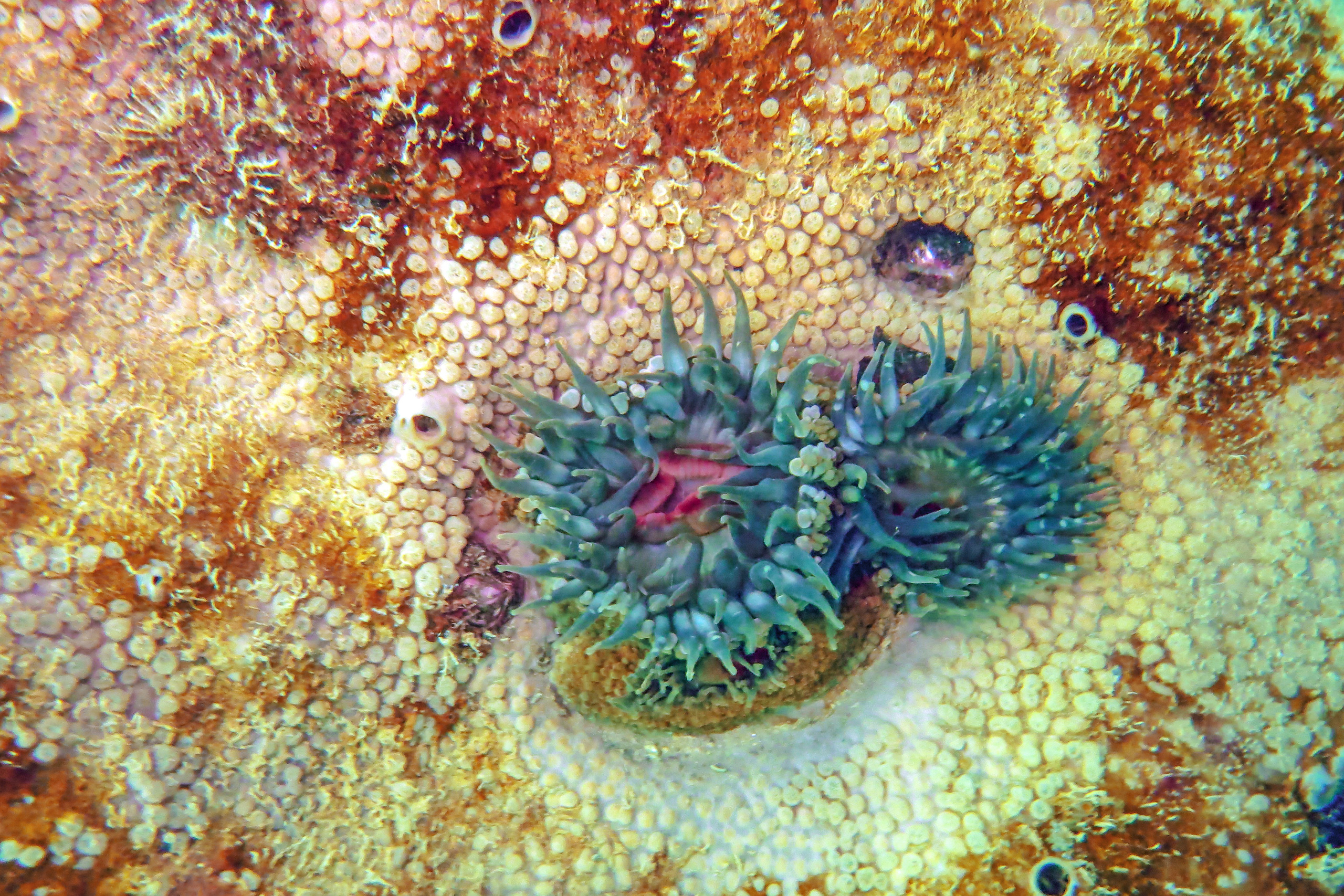 pair of anemones attached to a marine sponge 