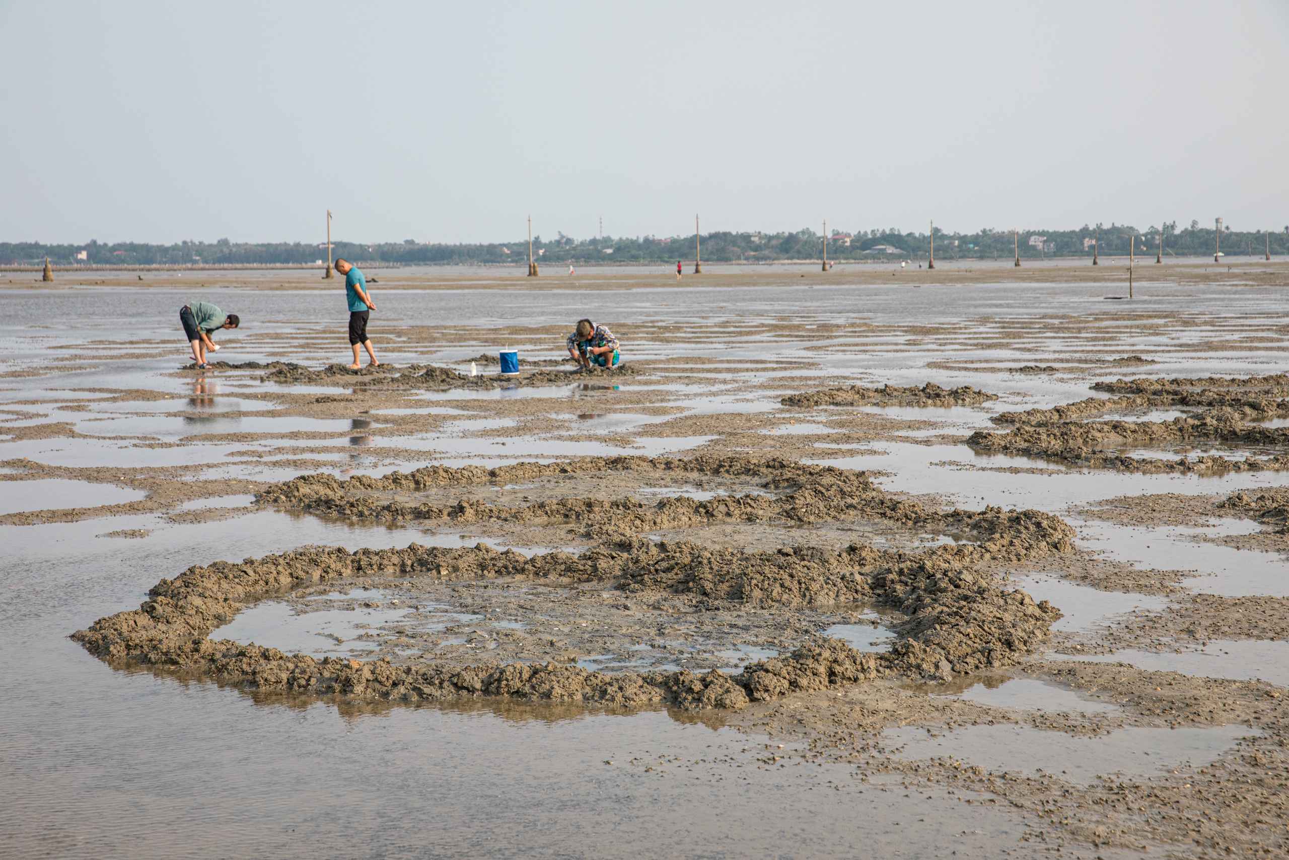<p>隶属于海南省的北港岛海滨滩涂上，许多游人为了捕获海洋生物，在沙滩和湿地上到处挖掘，被称为“犁地式”赶海。图片来源：陈明智 / 智渔</p>