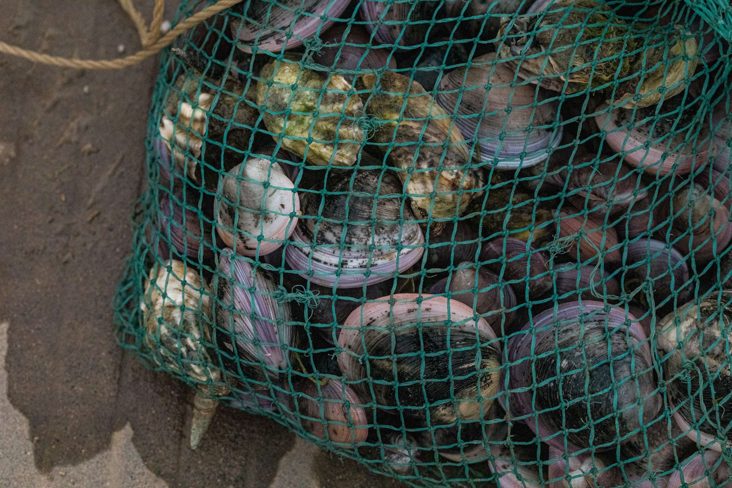 oysters in a net