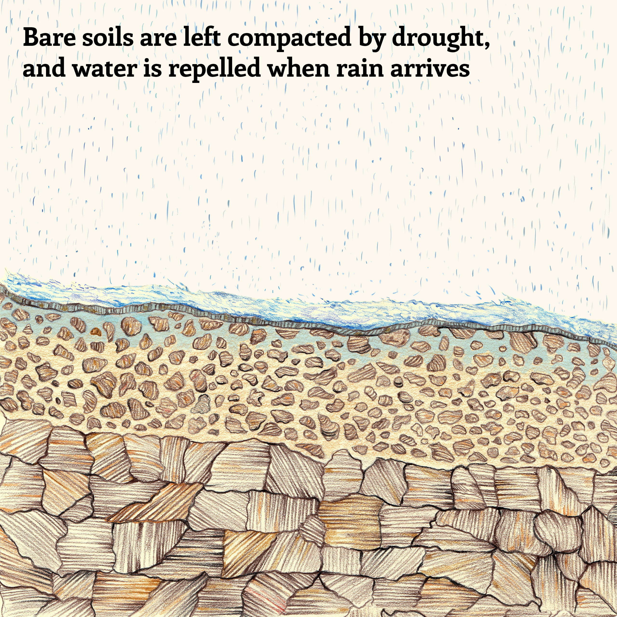 Compacted, drought-hit soil left unprotected struggles to retain water and can create floods during extreme weather conditions