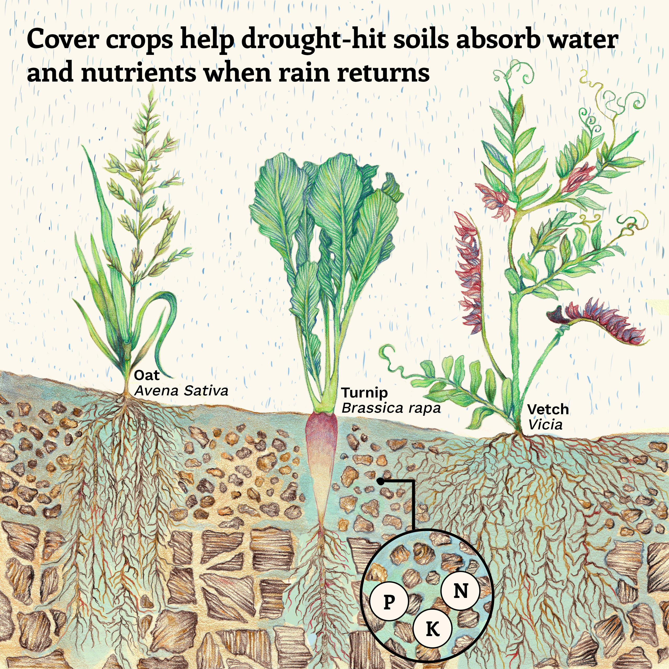 Cover crops help absorption of water and nutrients, preparing the soil for the next soy season