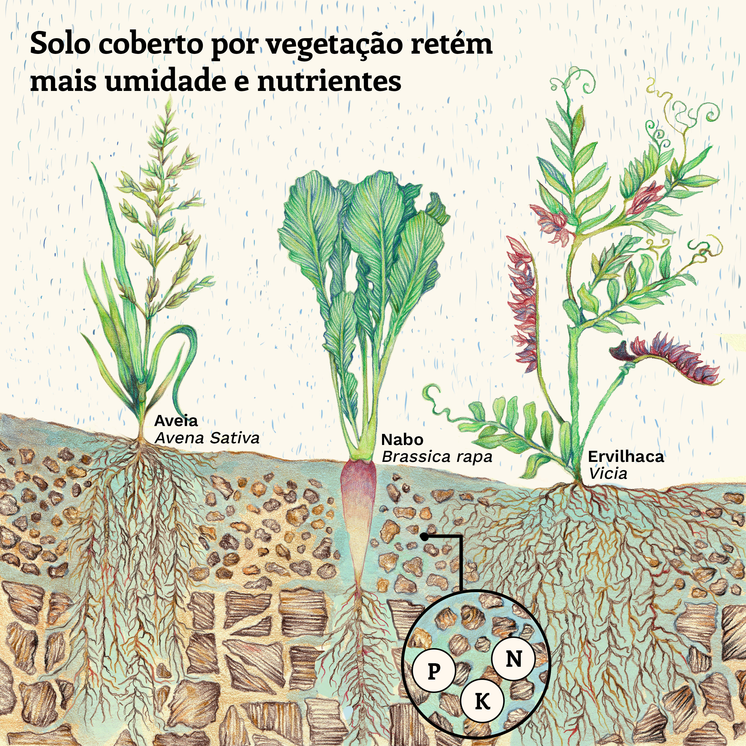 Algumas espécies de plantas forrageiras ajudam a proteger o solo durante eventos climáticos extremos