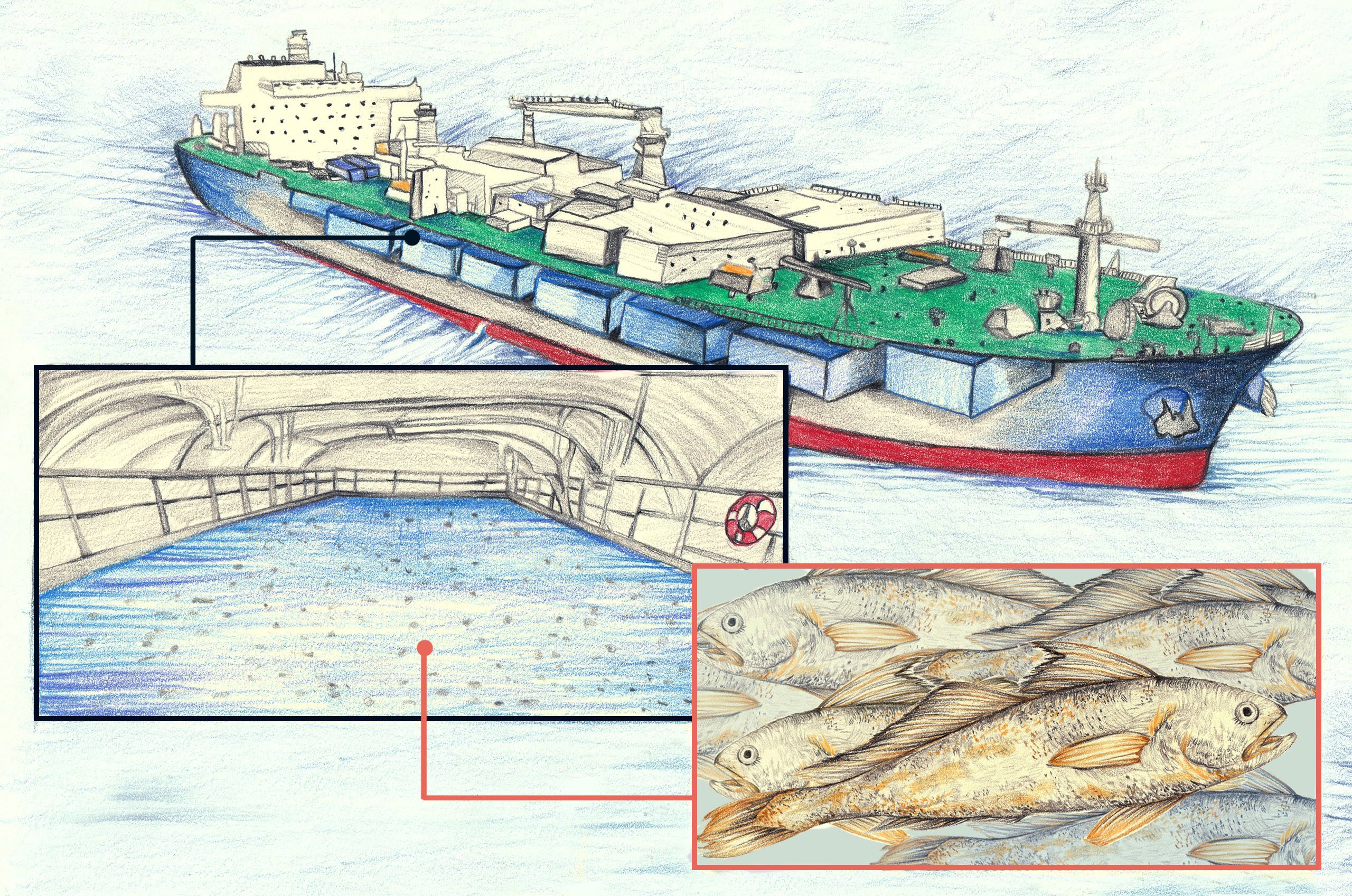 China's offshore fish farming grows amid environmental concerns | Dialogue  Earth