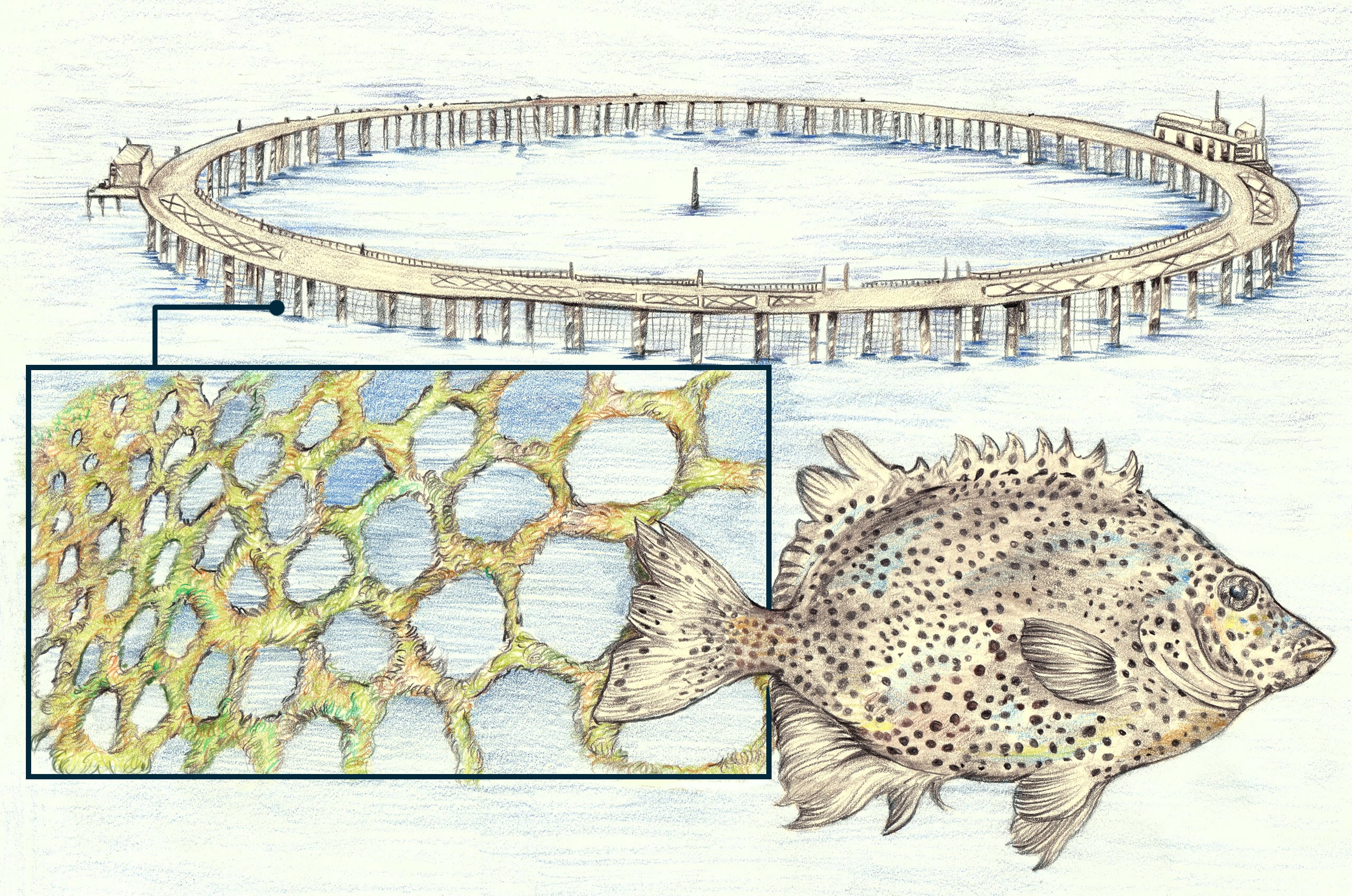 illustration of the Blue Diamond 1