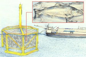 <p>China’s Deep Blue 1 offshore fish farm, which floats in the middle of the Yellow Sea , can hold up to 300,000 Atlantic salmon. A support ship houses the farm’s workers and is used to process the fish ready for market. (Illustration: <a href="https://www.behance.net/ricardomacia">Ricardo Macía Lalinde </a>/ China Dialogue Ocean)</p>