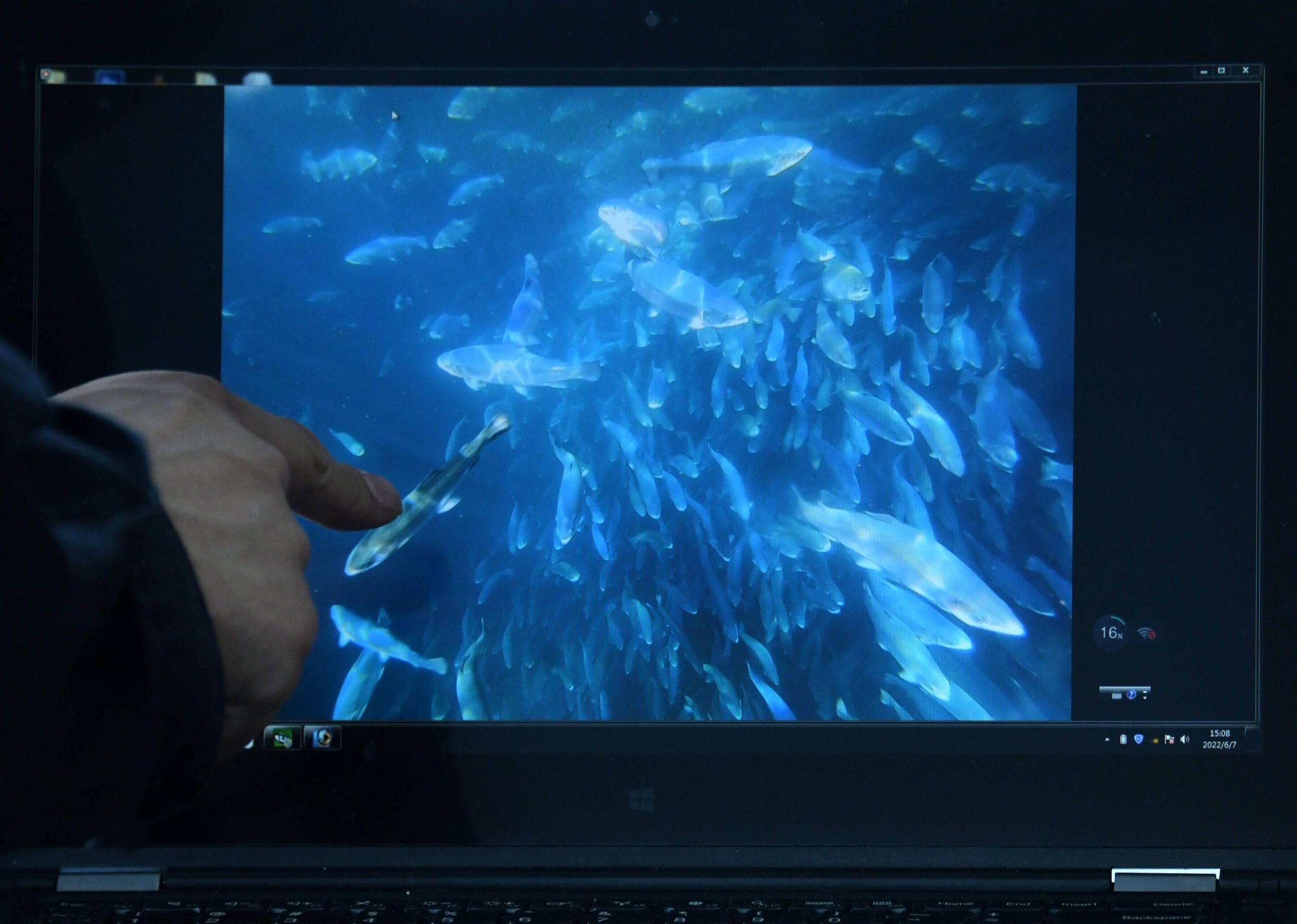 A screen showing Atlantic salmons