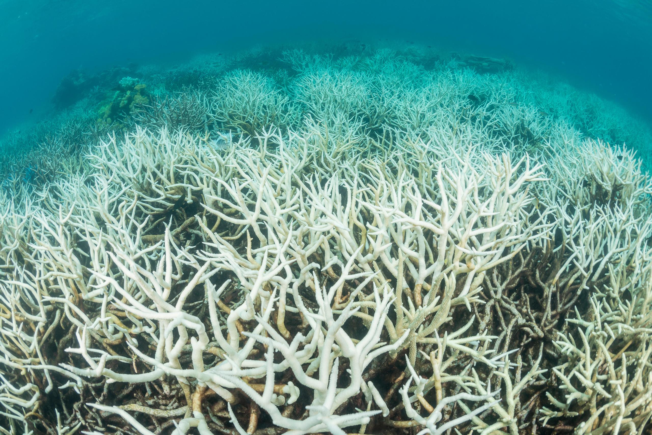 Coral bleaching in the ocean