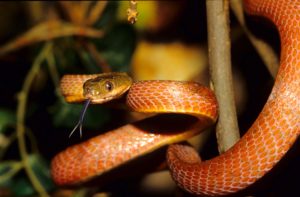 Brown Night Tree Snake coiled around branch