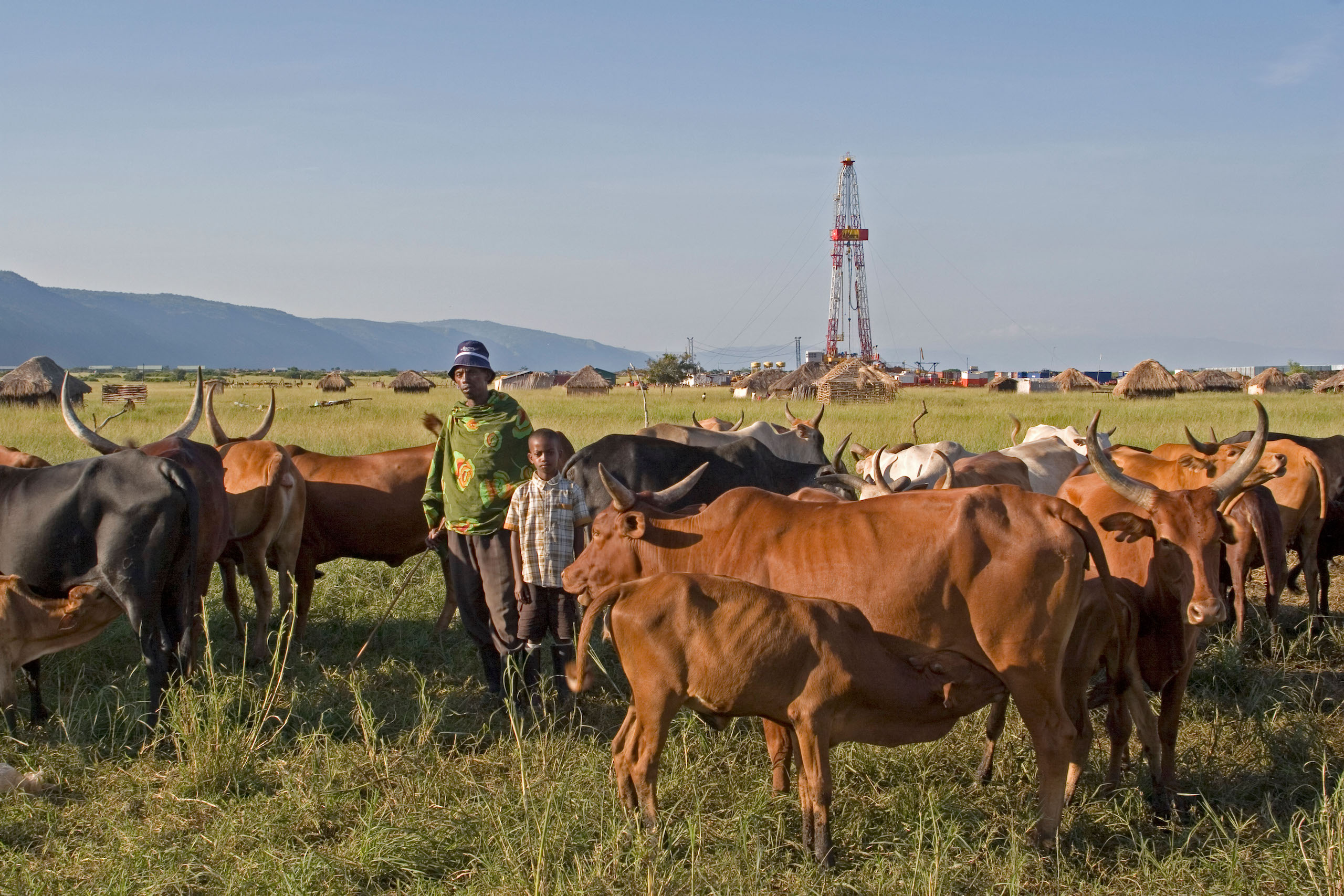 A man stands next to a herd of brown cows in a green field. An oil rig is visible in the background