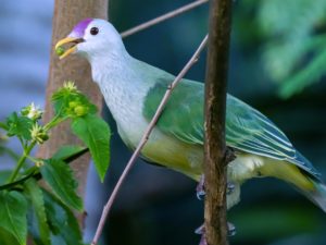 <p>The Makatea fruit dove, endemic to Makatea Island, French Polynesia, numbers fewer than 1,000 mature individuals (Image: Michael Greenfelder / Alamy)</p>