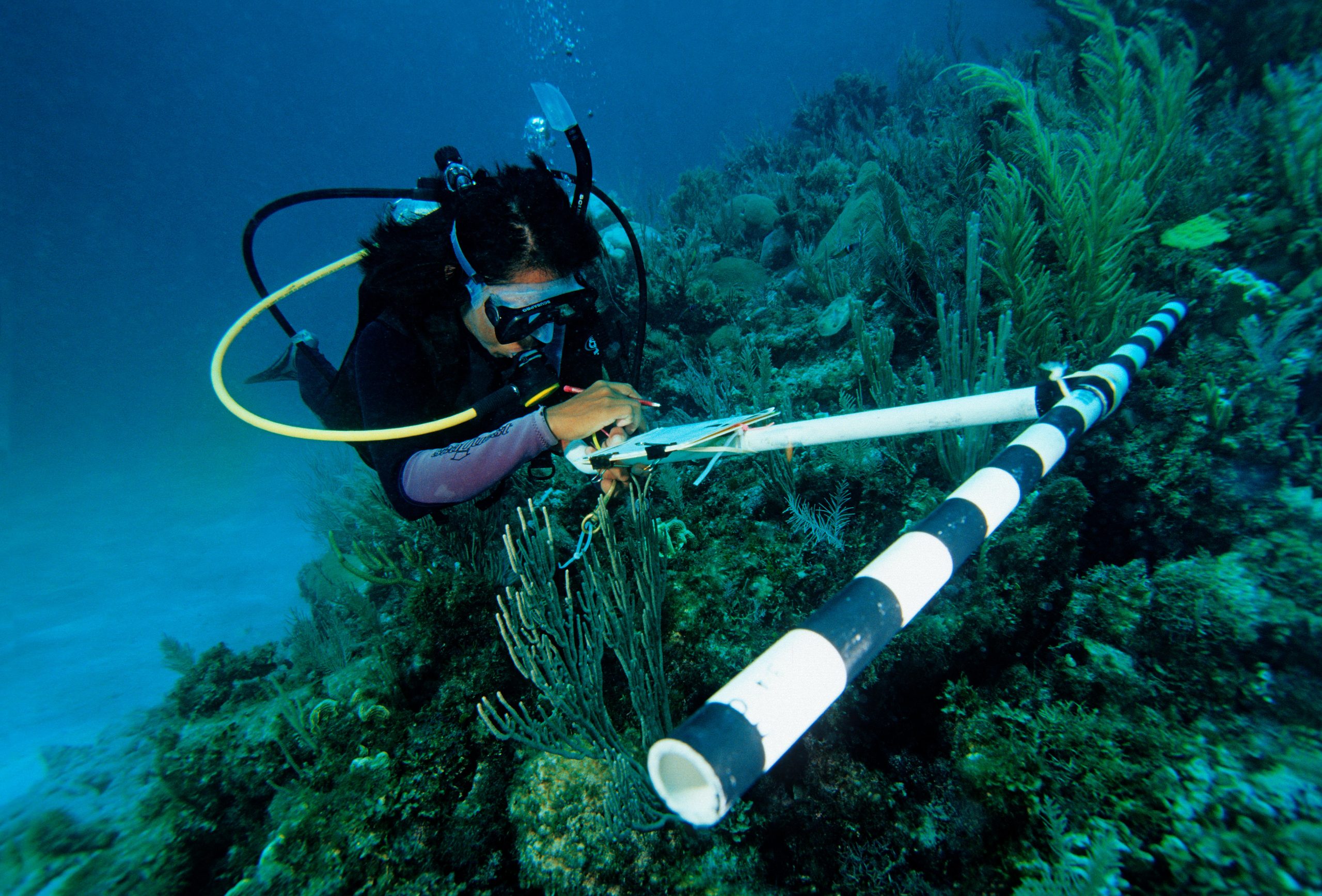 <p>墨西哥莫雷洛斯港暗礁国家公园的一名研究人员正在工作。图片来源：Alamy</p>