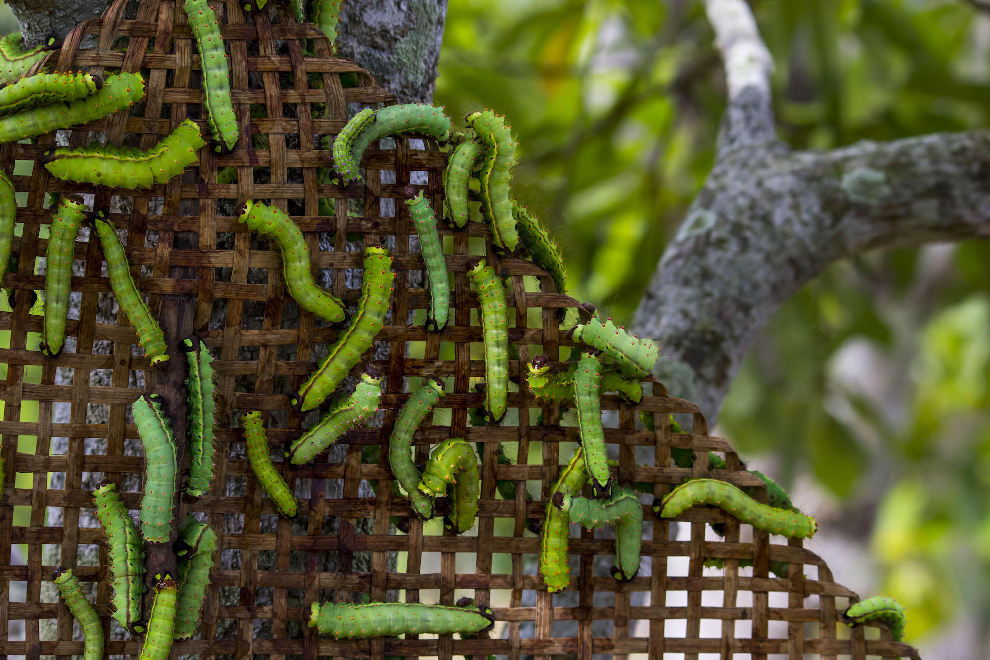 Green silk worms on a wicker mesh