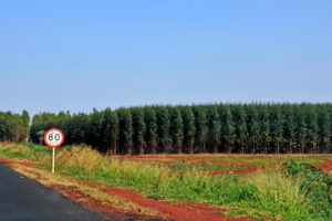 <p>Eucalyptus plantation in Mato Grosso do Sul, Brazil. This central-west Brazilian state is within the Atlantic Forest, the main biome in Brazil impacted by the planting of exotic species such as eucalyptus. (Image: Alamy)</p>