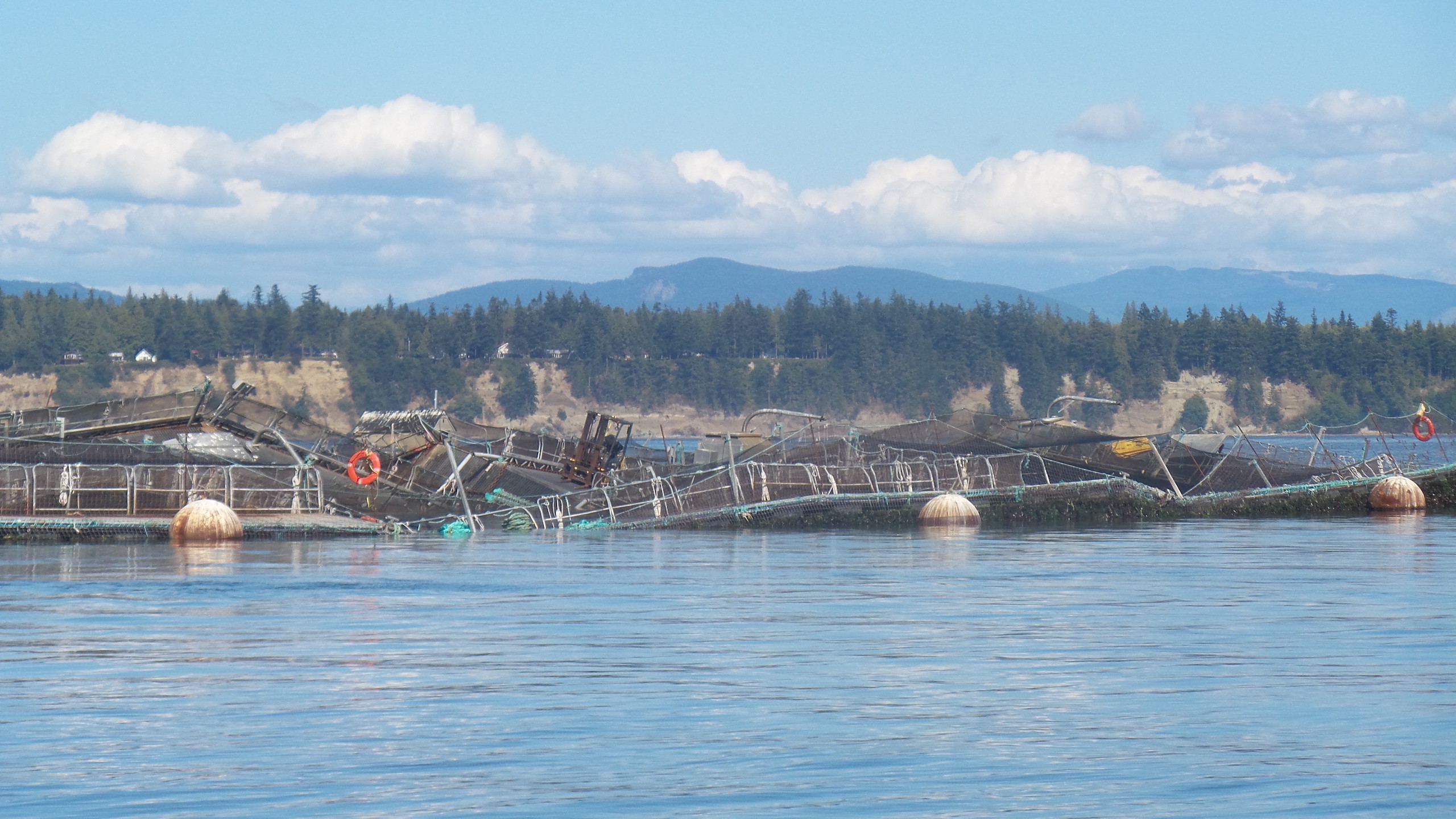 The collapsed pens of an open-water farm 