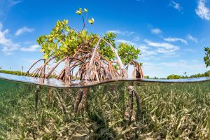 <p>保护和恢复沿海生态系统，如红树林和海草草甸，是吸收海水中二氧化碳的一种方法。图片来源：Mathieu Foulquie / Alamy</p>