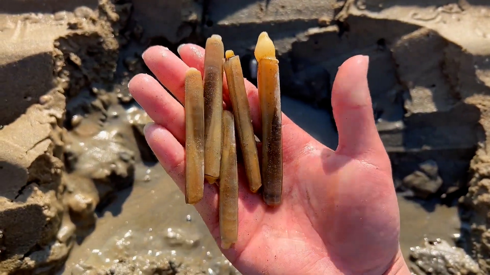 a hand holding long thin shells