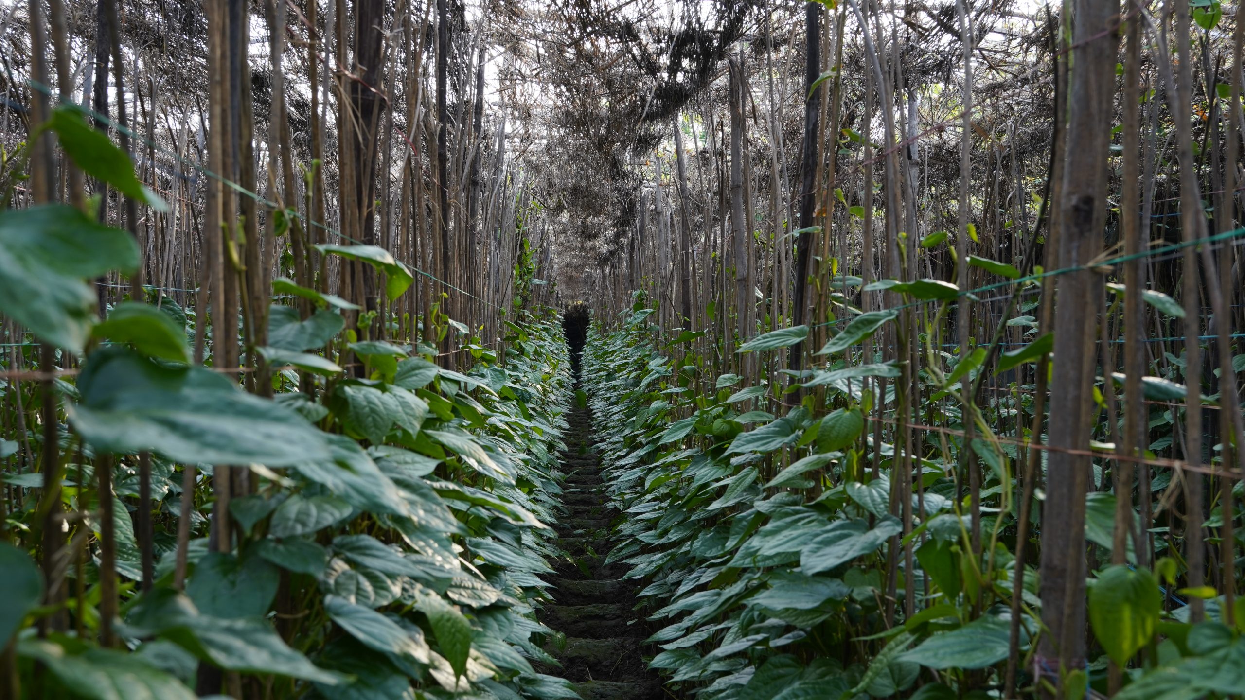 rows of betel vines
