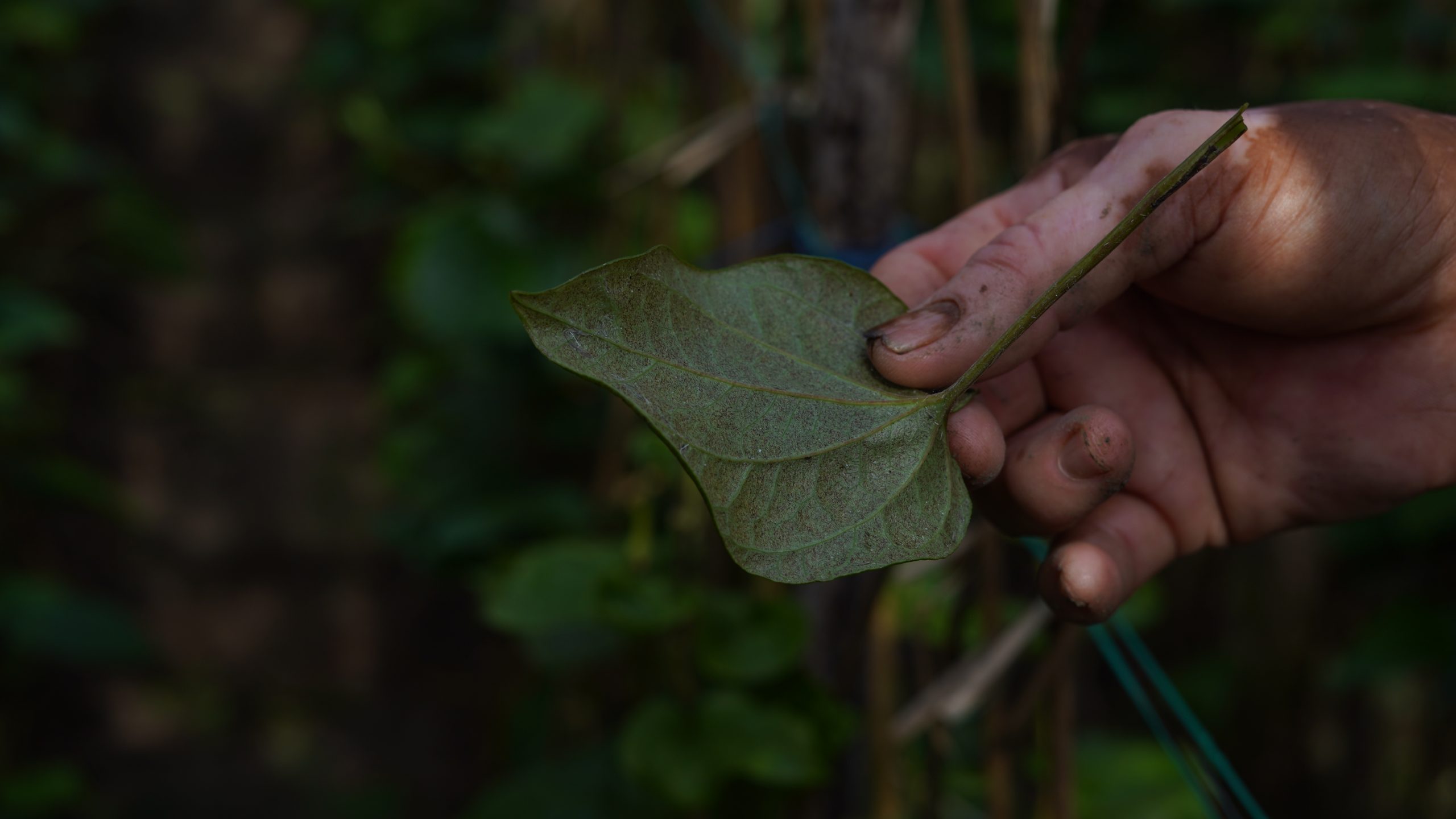 muddy hand holding betel leaf