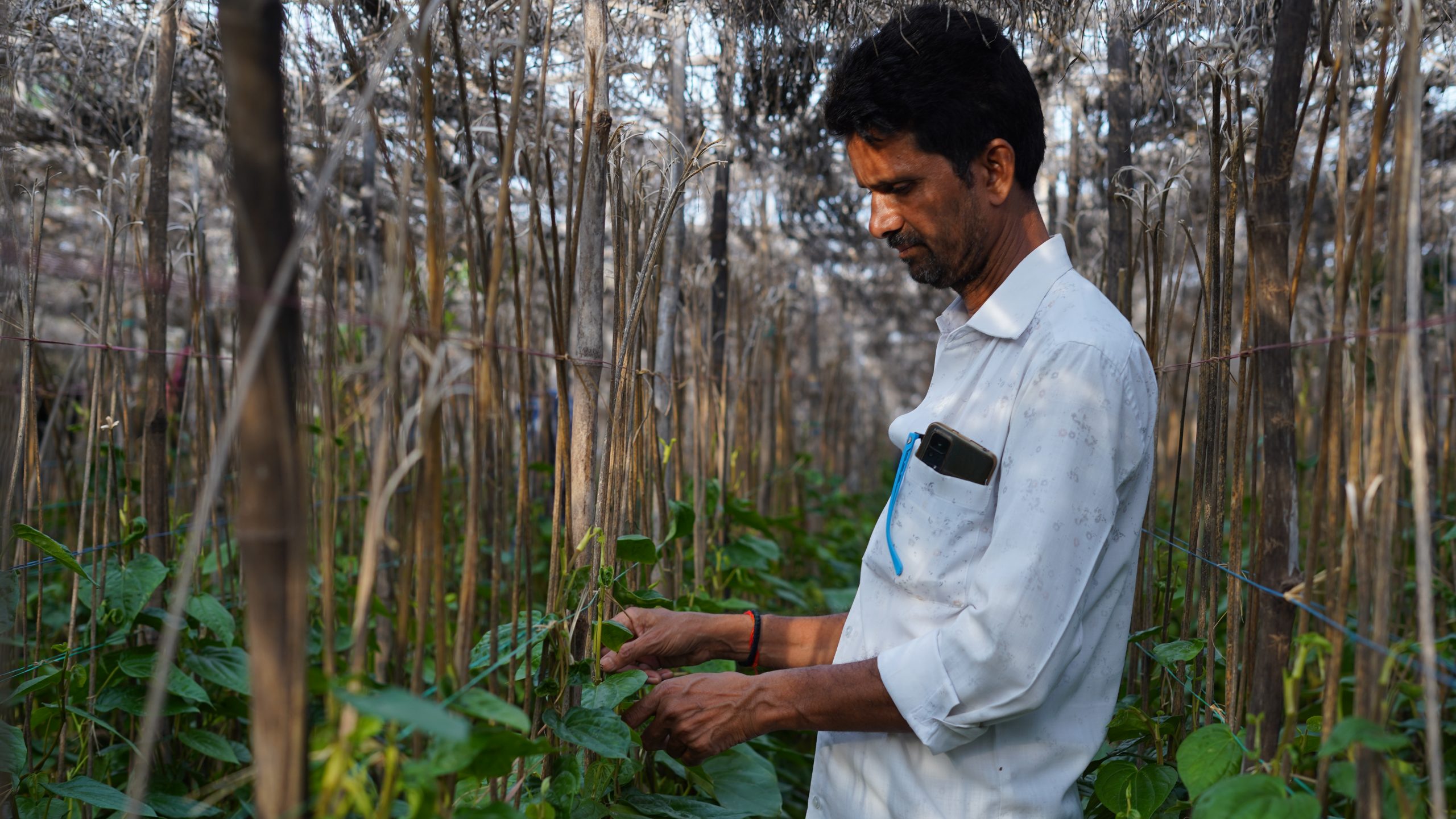 man picking betel leaves from large vine
