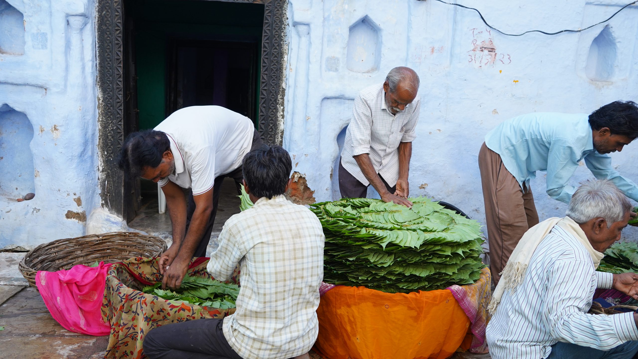 five men sorting betel leaves in large baskets