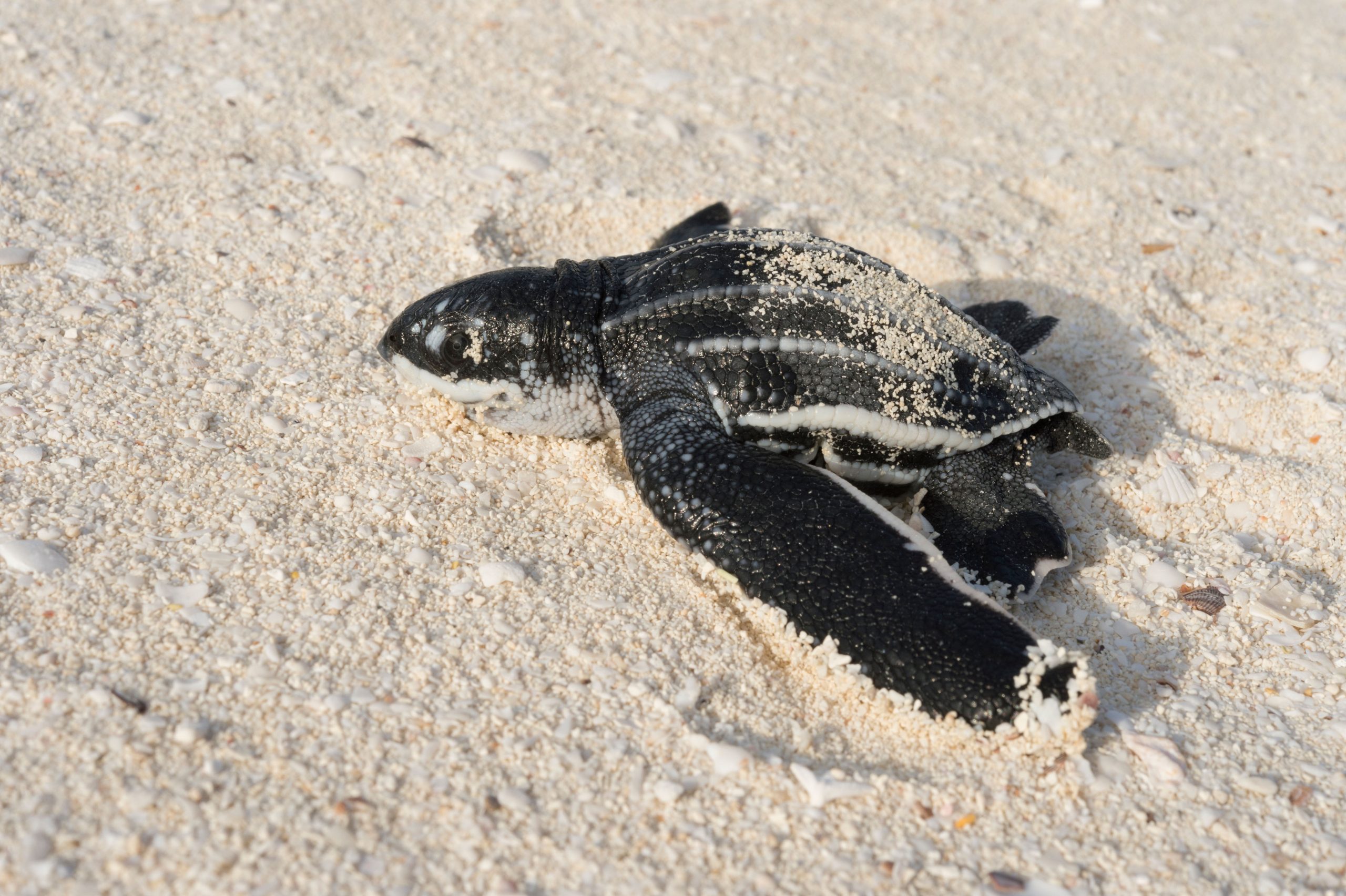 leatherback turtle hatchling in white sand