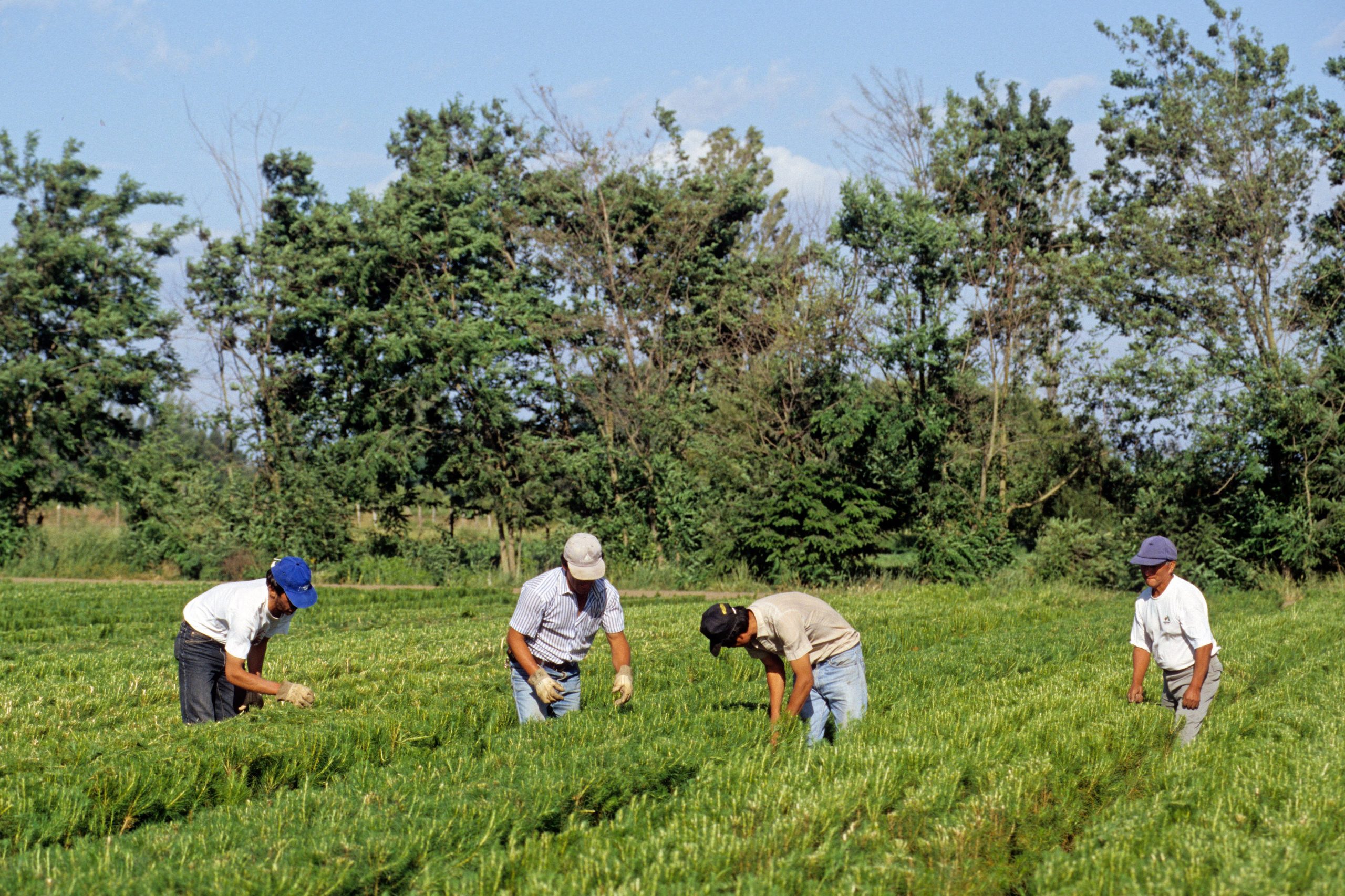 Cuatro personas de pie en una plantación de pinos verdes pequeños