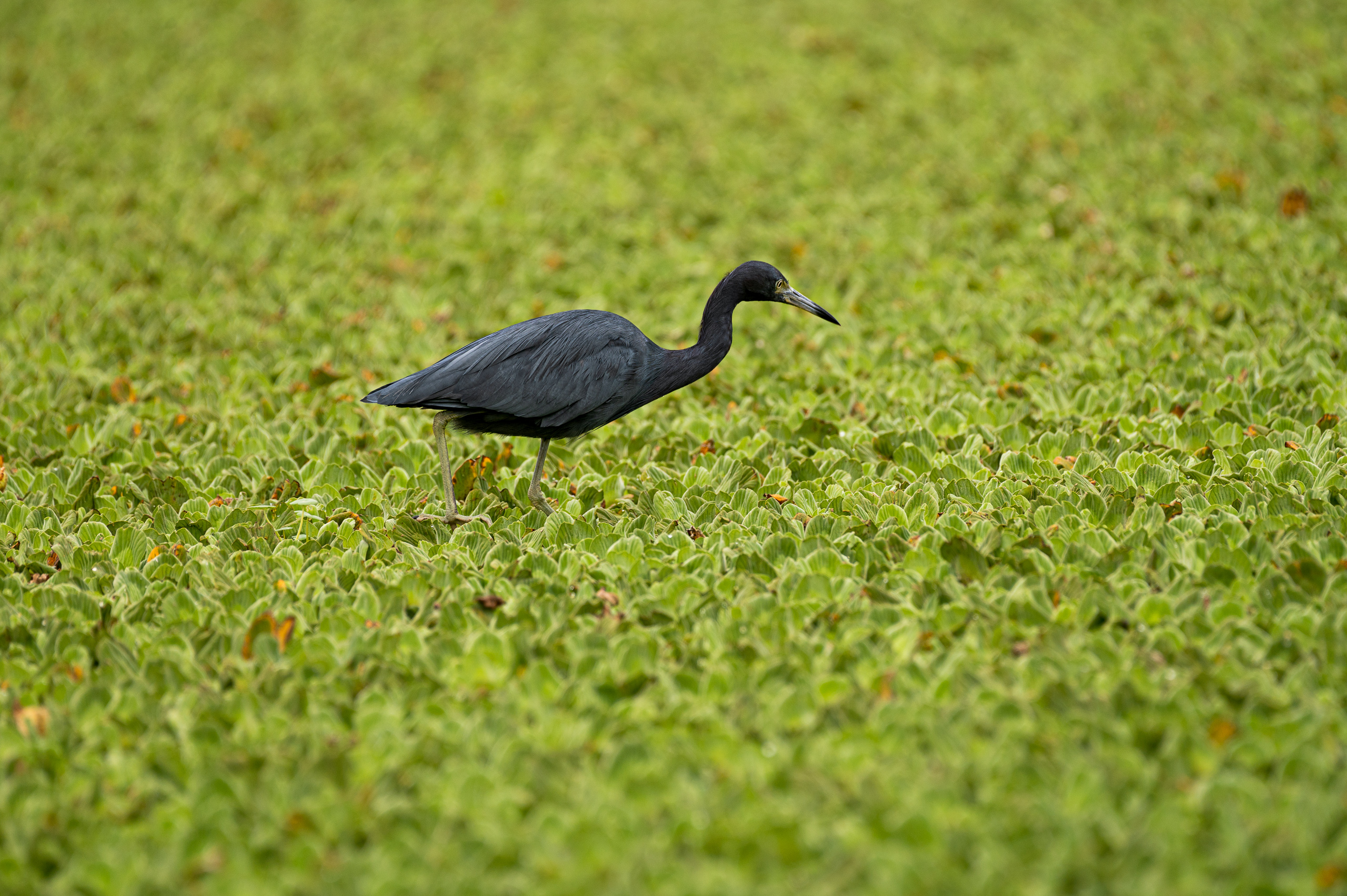 blue heron among low water plants