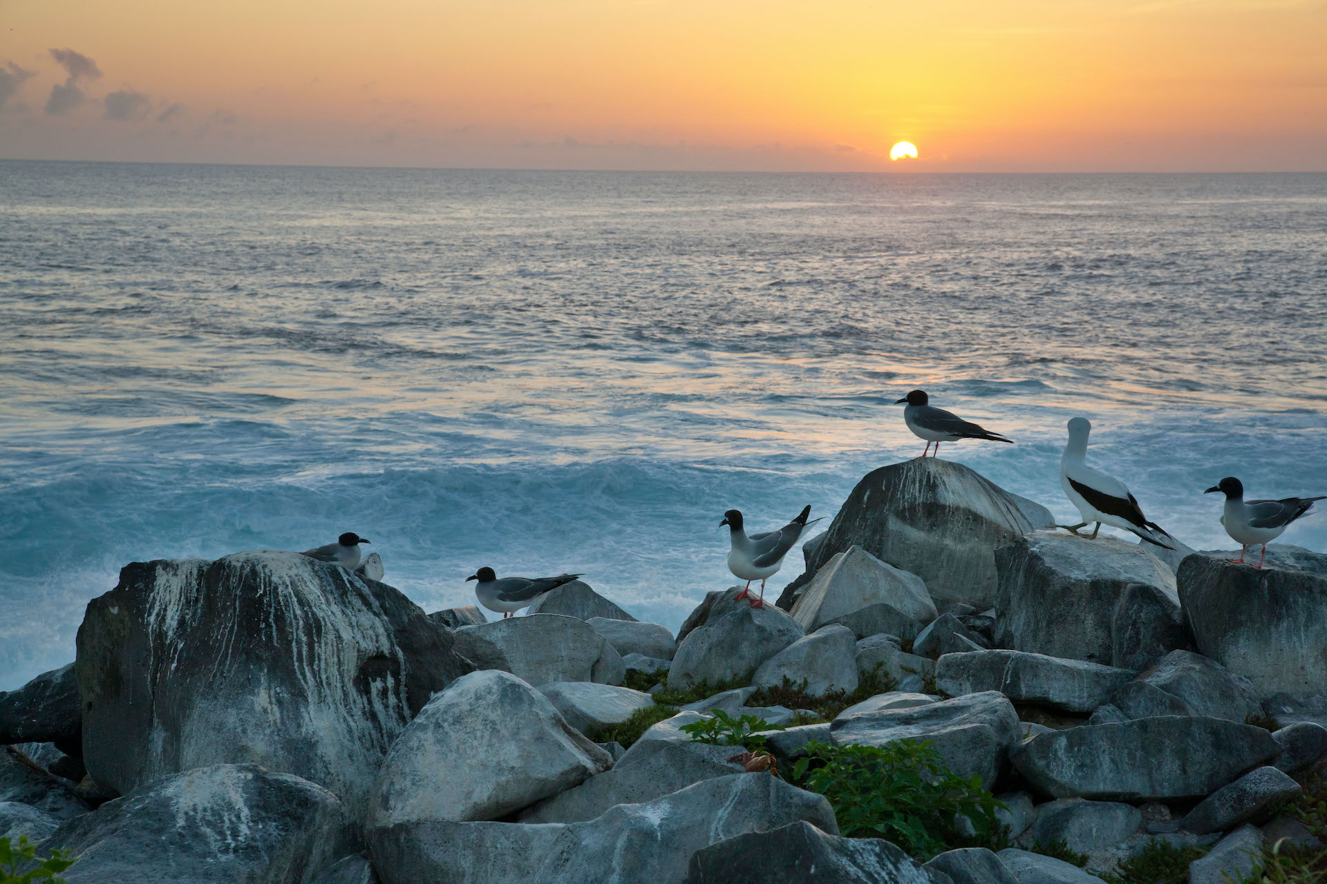 Aves marinhas nas Ilhas Galápagos