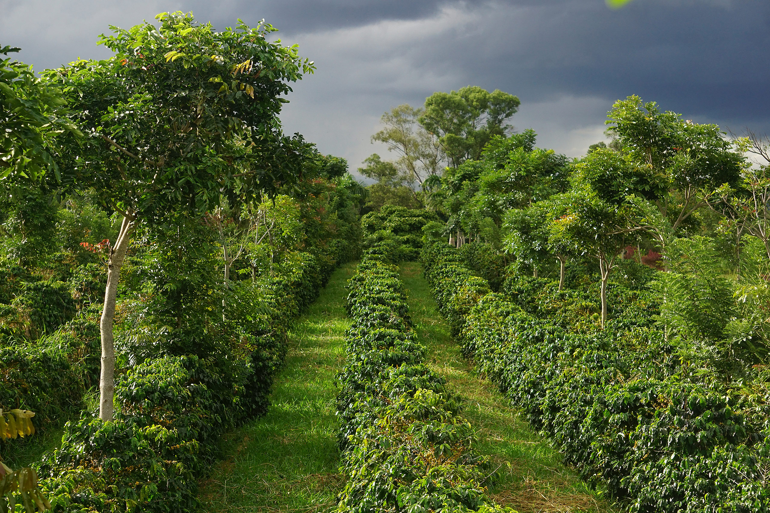 row of low coffee plants between rows of taller plants