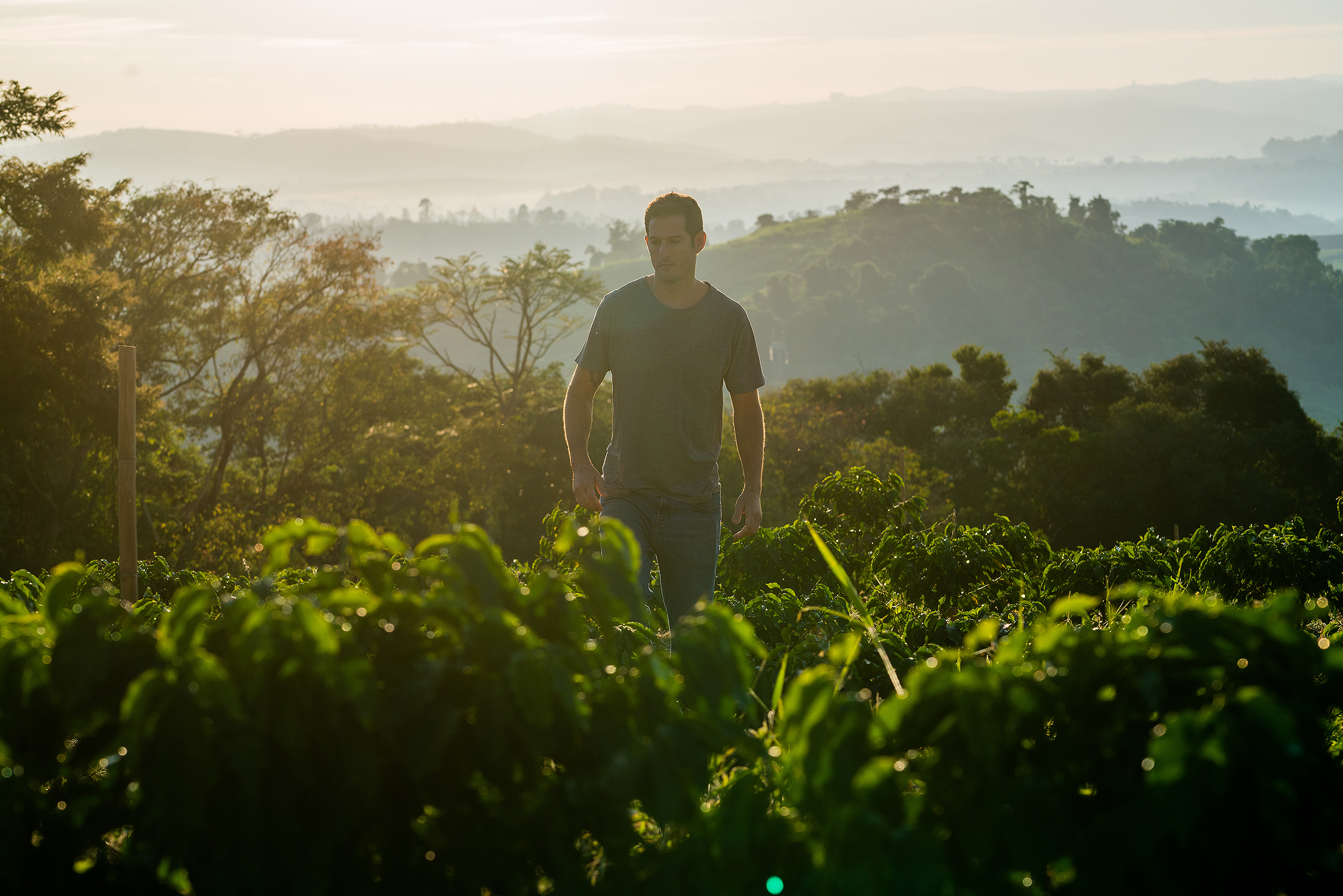 <p>Felipe Barretto Croce, proprietário da Fazenda Ambiental Fortaleza, em Mococa, São Paulo. Condições climáticas cada vez mais extremas devem afetar gravemente a produção de café no Brasil (Imagem: FAF)</p>