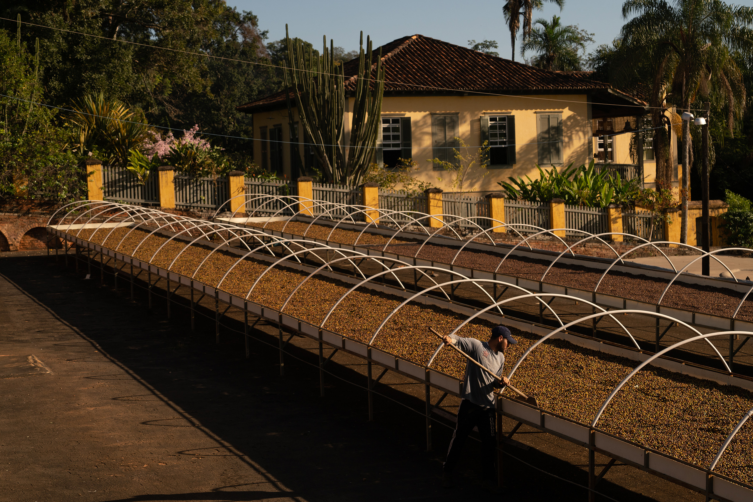 Granos de café secándose en la Fazenda Ambiental Fortaleza en Mococa, en el estado brasileño de São Paulo