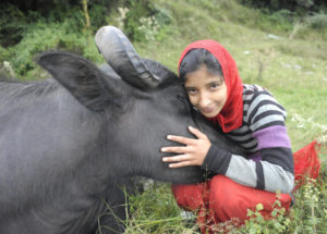 <p>गद्दी समुदाय की एक लड़की अपनी भैंस के साथ। जलवायु परिवर्तन हिमालयी क्षेत्र में पशुओं को चराने के काम यानी पशुचारण के भविष्य को आकार दे रहा है। इसका प्रभाव पशुचारण चक्र और अर्थव्यवस्था पर पड़ रहा है। (फोटो: स्टीफ़न क्रिस्टोफ़र)</p>