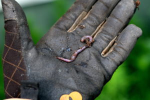An earthworm on a gloved hand
