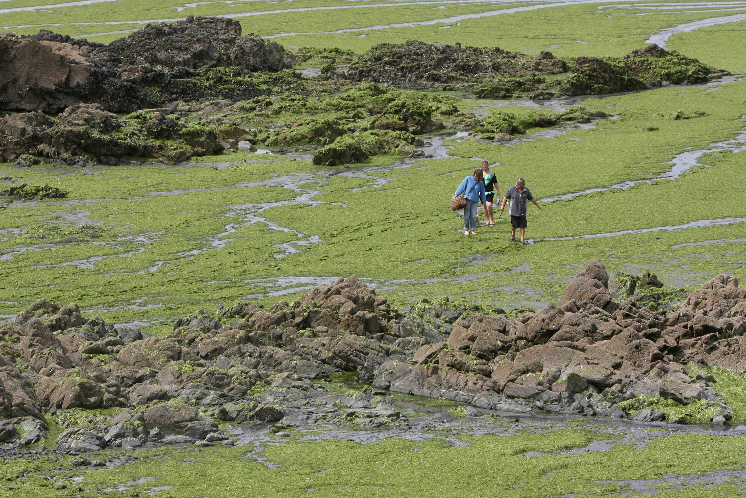 people walking on algae covered beach